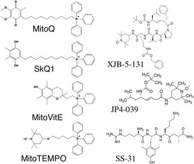 Current perspectives of mitochondria-targeted antioxidants in cancer prevention and treatment